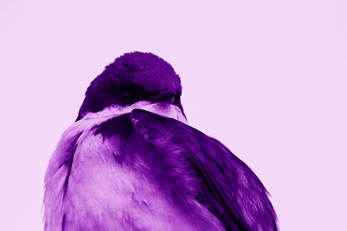 Tree Swallow Watching Surroundings (Purple Shade Photo)