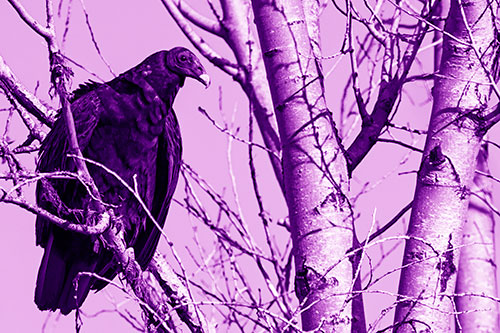 Turkey Vulture Perched Atop Tattered Tree Branch (Purple Shade Photo)