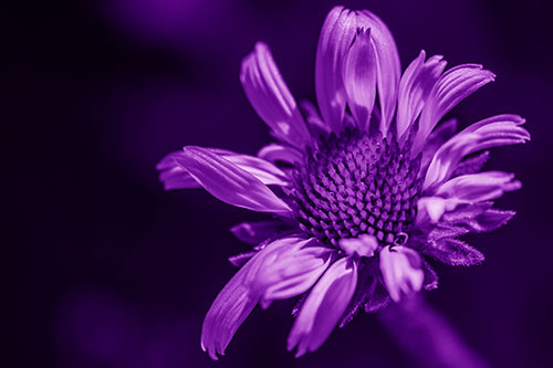 Twirling Petal Coneflower Among Shade (Purple Shade Photo)