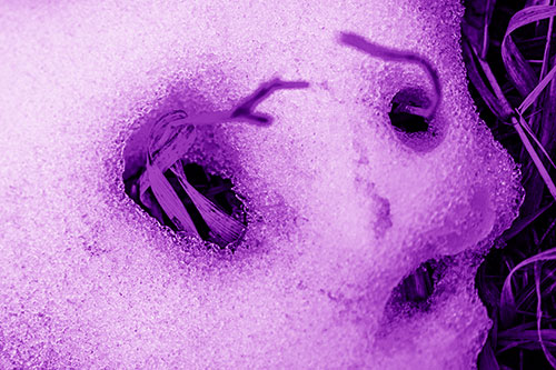 Twisting Grass Eyed Snow Face (Purple Shade)