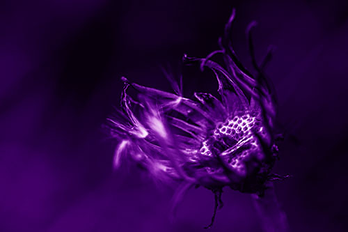 Twisting Tattered Dandelion Radar Dish Head (Purple Shade Photo)