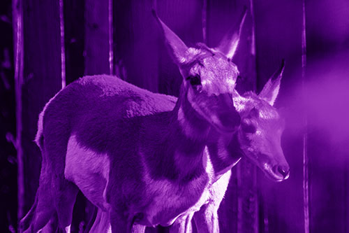 Two Baby Pronghorns Walking Along Fence (Purple Shade Photo)