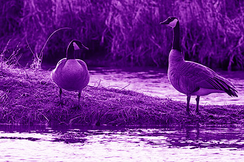 Two Canadian Geese Enjoying Sunset Among Shoreline (Purple Shade Photo)