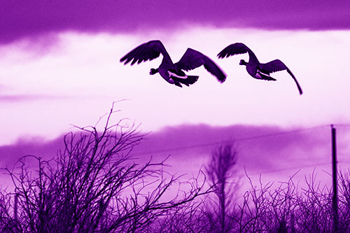 Two Canadian Geese Flying Over Trees (Purple Shade Photo)