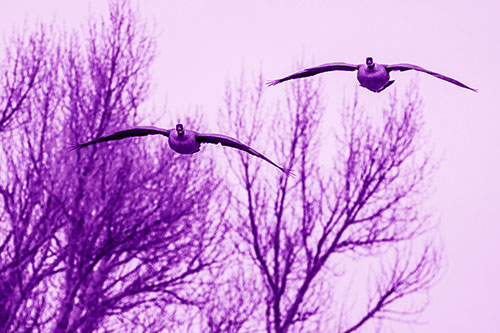 Two Canadian Geese Honking During Flight (Purple Shade Photo)