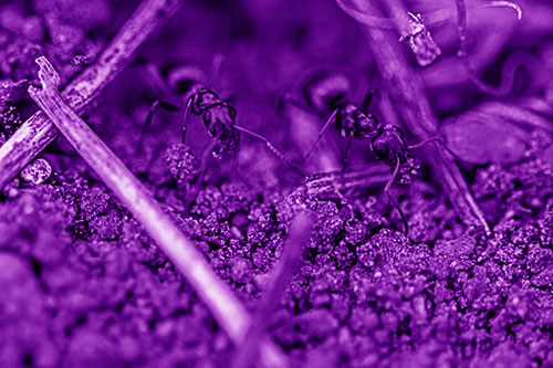 Two Carpenter Ants Working Hard Among Soil (Purple Shade Photo)