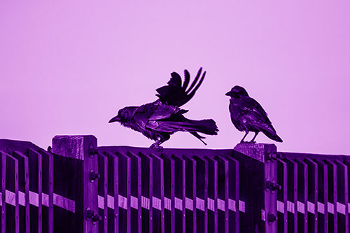 Two Crows Gather Along Wooden Fence (Purple Shade Photo)