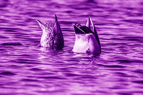 Two Ducks Upside Down In Lake (Purple Shade Photo)