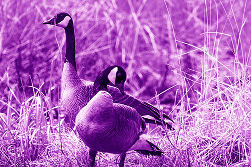 Two Geese Contemplating A Swim In Lake (Purple Shade Photo)
