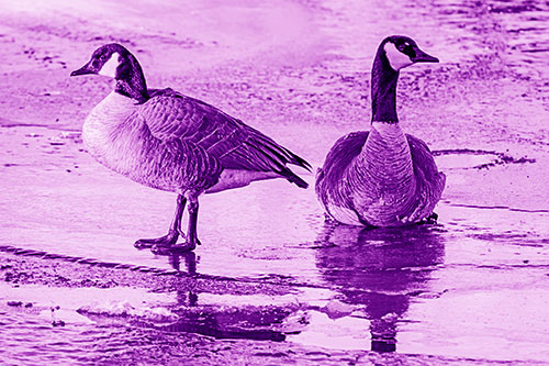 Two Geese Embrace Sunrise Atop Ice Frozen River (Purple Shade Photo)