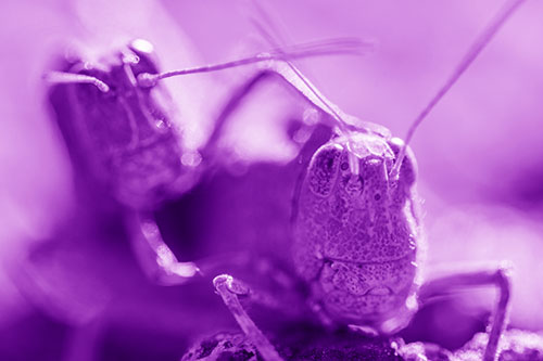 Two Grasshopper Buddies Smiling Among Sunlight (Purple Shade Photo)