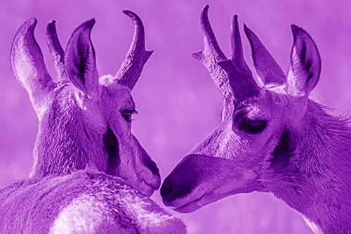 Two Loving Pronghorns Kissing Each Other (Purple Shade)