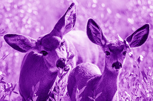 Two Mule Deer Enjoying Leafy Breakfast (Purple Shade)
