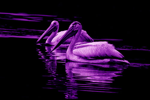 Two Pelicans Floating In Dark Lake Water (Purple Shade Photo)