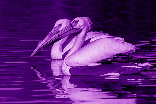 Two Pelicans Swimming In Unison (Purple Shade)