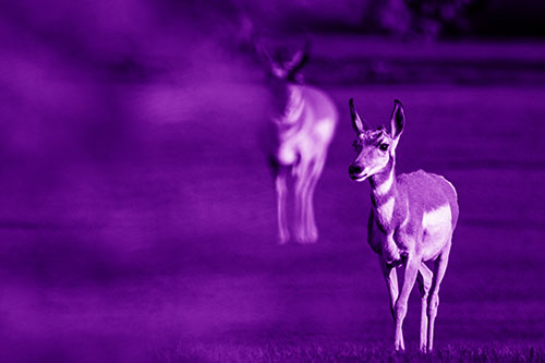 Two Pronghorns Walking Across Freshly Cut Grass (Purple Shade Photo)