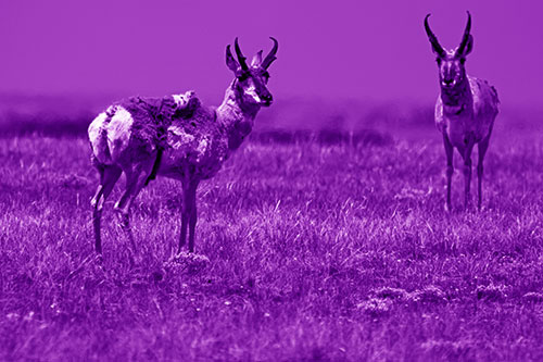 Two Shedding Pronghorns Among Grass (Purple Shade Photo)