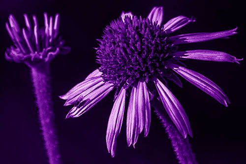 Two Towering Coneflowers Blossoming (Purple Shade Photo)