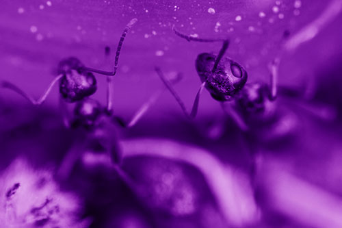 Two Vertical Climbing Carpenter Ants (Purple Shade Photo)
