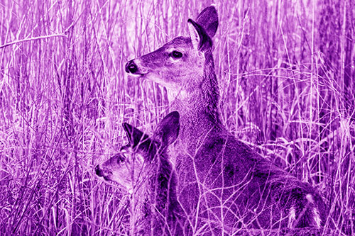 Two White Tailed Deer Scouting Terrain (Purple Shade Photo)