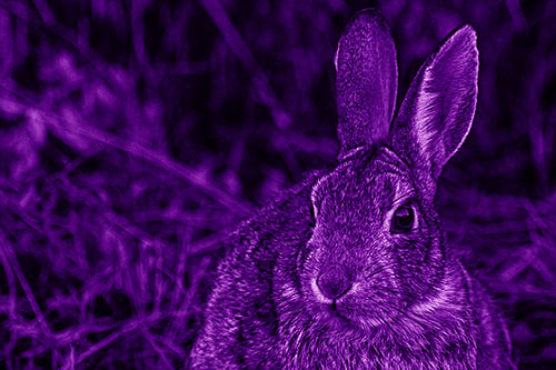 Unafraid Bunny Rabbit Curiously Watching (Purple Shade)