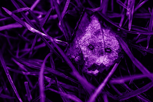 Upset Decaying Leaf Face Hiding Among Twisting Grass Blades (Purple Shade)