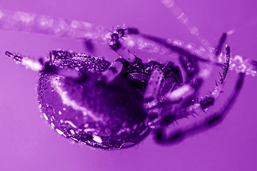 Upside Down Furrow Orb Weaver Spider Crawling Along Stem (Purple Shade Photo)