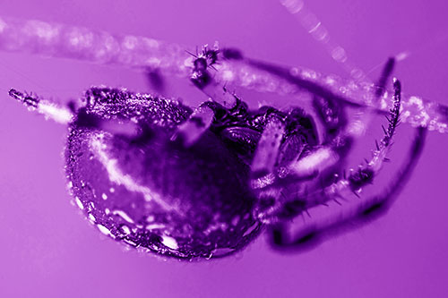 Upside Down Furrow Orb Weaver Spider Crawling Along Stem (Purple Shade)