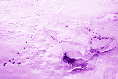V Shaped Footprint Path Across Frozen Snow Covered River (Purple Shade Photo)