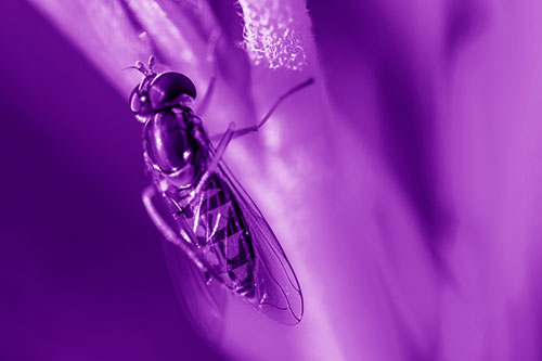 Vertical Leg Contorting Hoverfly (Purple Shade Photo)