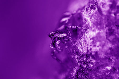 Vertical Perched Jumping Spider Extends Fangs (Purple Shade Photo)