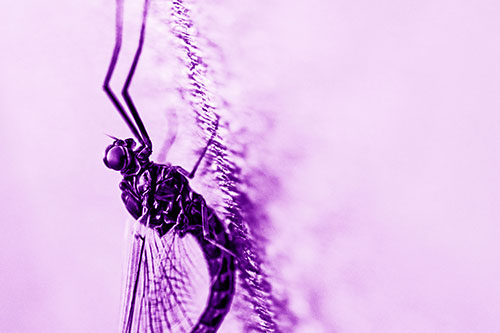 Vertical Perched Mayfly Sleeping (Purple Shade Photo)