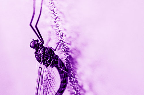 Vertical Perched Mayfly Sleeping (Purple Shade)