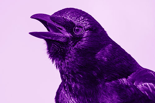 Vocal Crow Cawing Towards Sunlight (Purple Shade Photo)