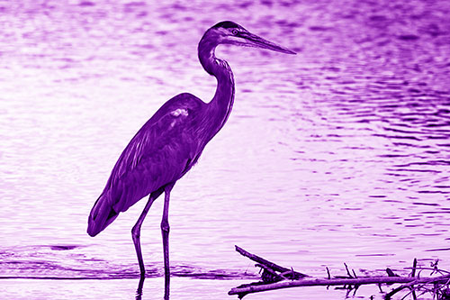 Wading Great Blue Heron Hunting Fish (Purple Shade Photo)