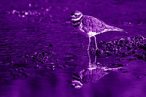 Wading Killdeer Wanders Shallow River Water (Purple Shade Photo)