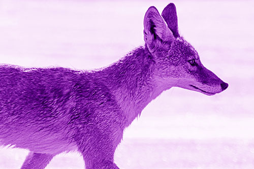 Walking Coyote Crossing Empty Road (Purple Shade Photo)