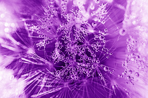 Water Dew Bubbles Among Dandelion Fluff (Purple Shade)