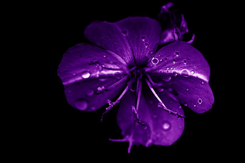 Water Droplet Primrose Flower After Rainfall (Purple Shade Photo)