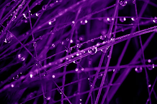 Water Droplets Hanging From Grass Blades (Purple Shade Photo)
