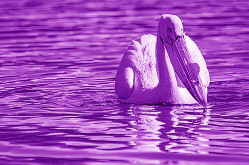 Water Floating Pelican Hunting For Food (Purple Shade)