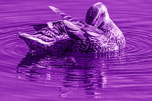 Water Rippling Mallard Duck Grooming Self (Purple Shade)