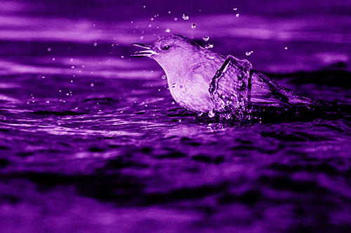 Water Splashing American Dipper Feasting On Larvae (Purple Shade)