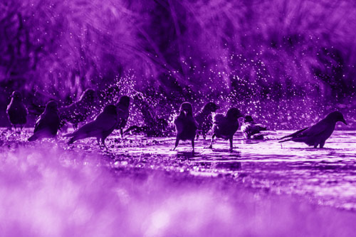 Water Splashing Crows Enjoy Bird Bath Along River Shore (Purple Shade Photo)