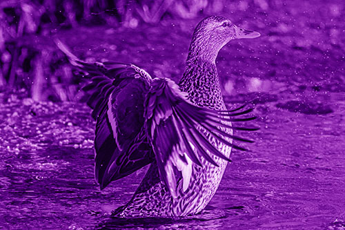 Water Splashing Mallard Duck Flapping Wings Among Pond (Purple Shade Photo)