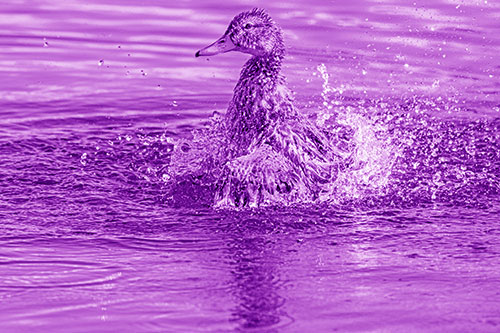 Water Splashing Mallard Duck Taking Bird Bath (Purple Shade)
