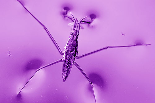 Water Strider Perched Atop Calm River (Purple Shade Photo)