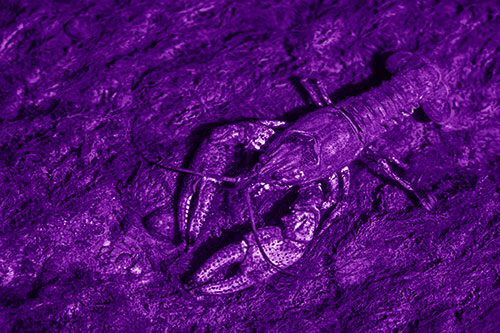 Water Submerged Crayfish Crawling Upstream (Purple Shade)
