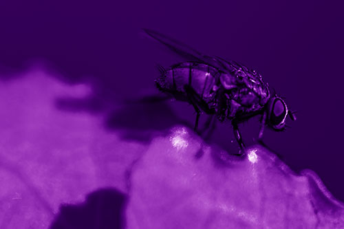 Wet Cluster Fly Walks Along Leaf Rim Edge (Purple Shade Photo)