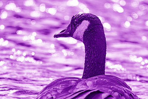 Wet Headed Canadian Goose Among Glistening Water (Purple Shade Photo)
